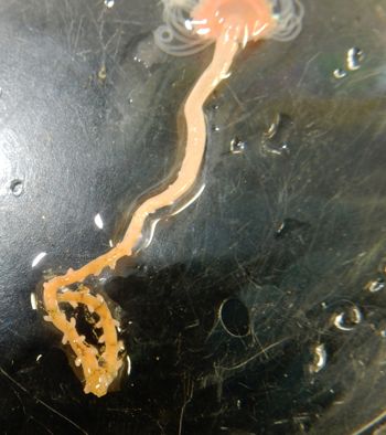 Media type: image;   Invertebrate Zoology 139331